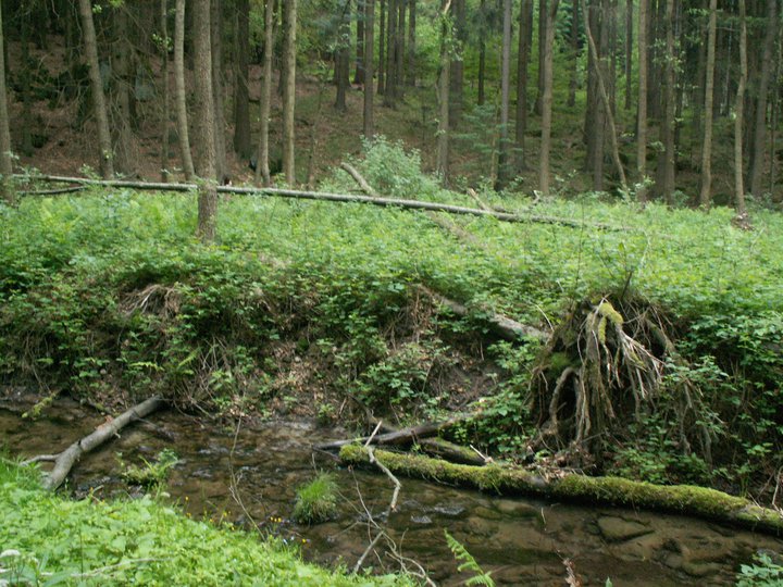 Brunnkress