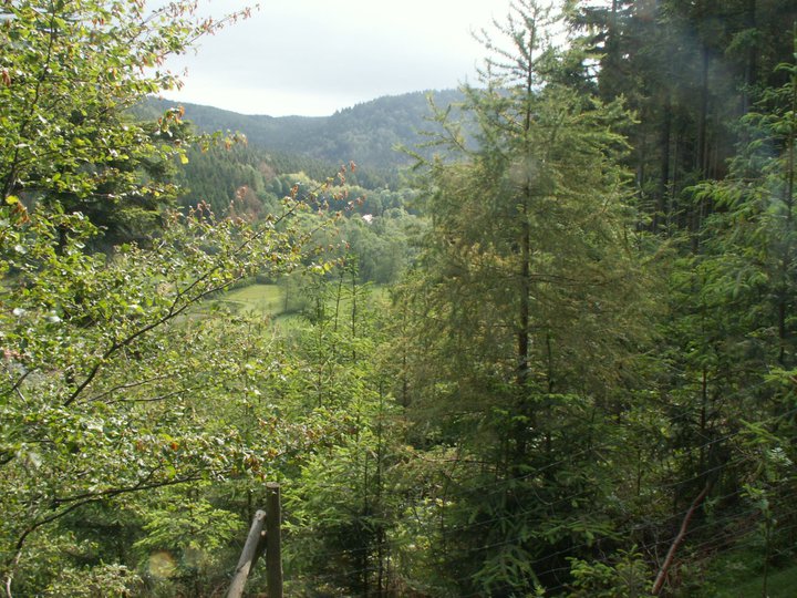 Brunnkress