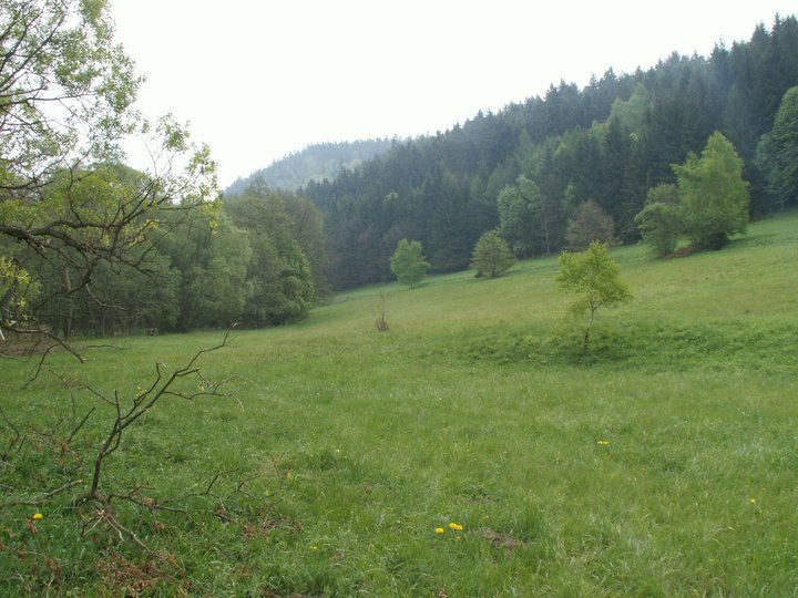 Brunnkress