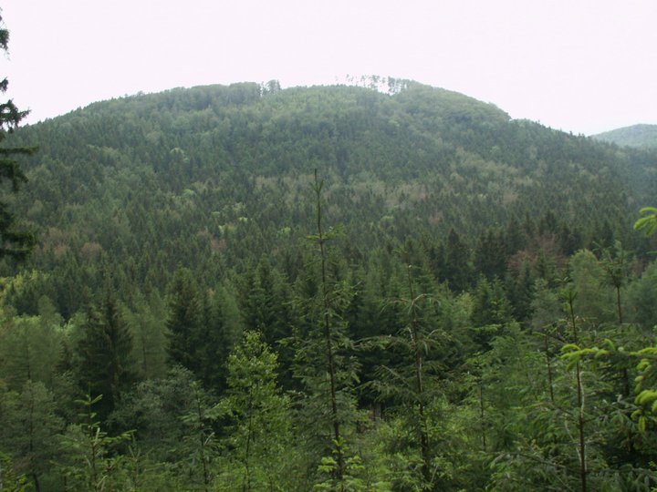 Brunnkress