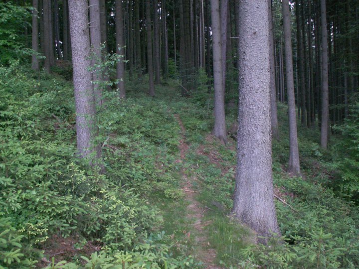Brunnkress