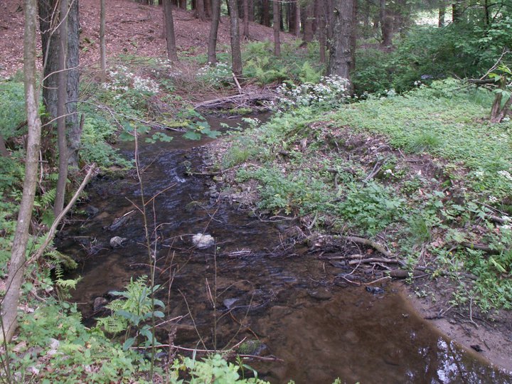 Brunnkress