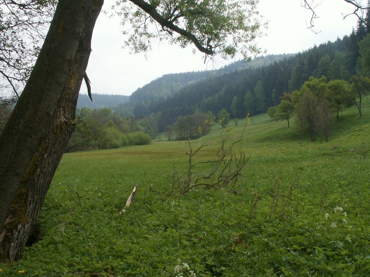 Brunnkress