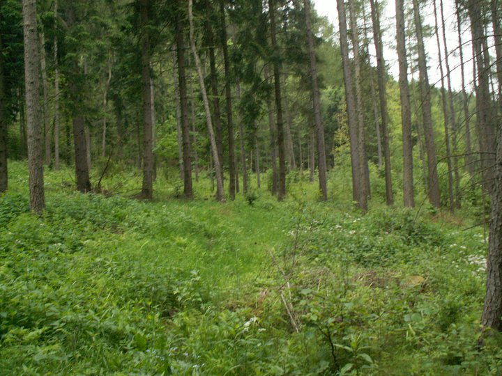 Brunnkress