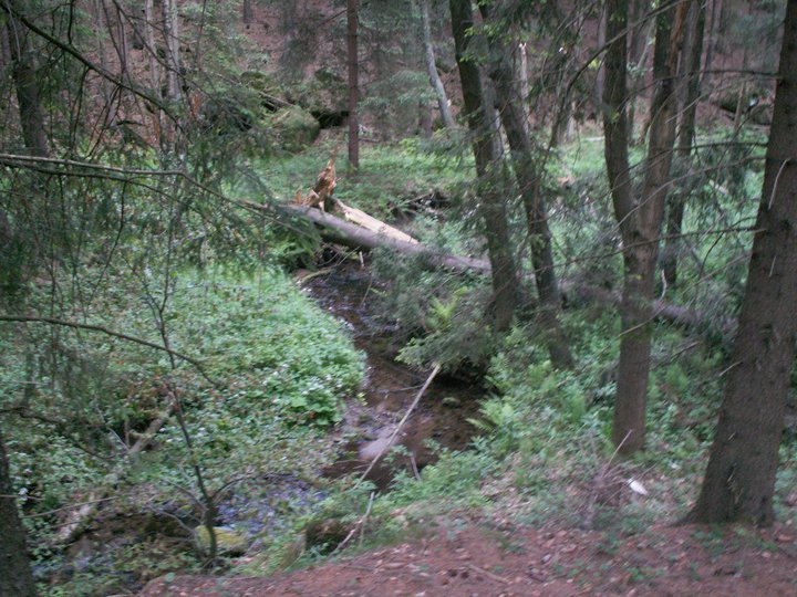 Brunnkress