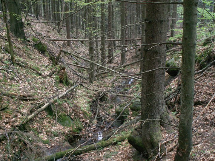 Brunnkress