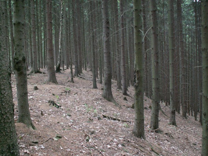 Brunnkress