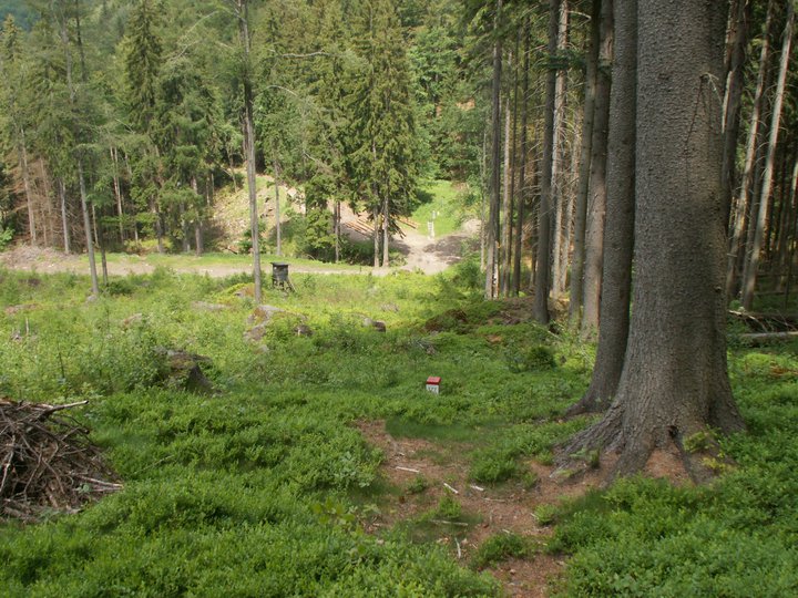 Brunnkress