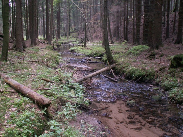 Brunnkress