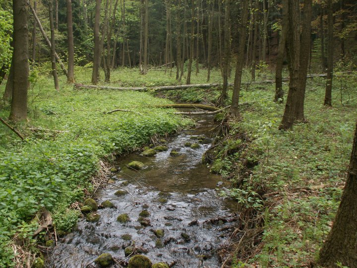 Brunnkress