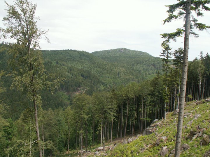 Brunnkress