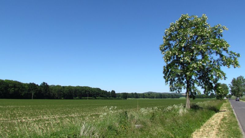 http://Fadel.myDS.me/Sudety/Hochenfriedeberg_2015/046.JPG