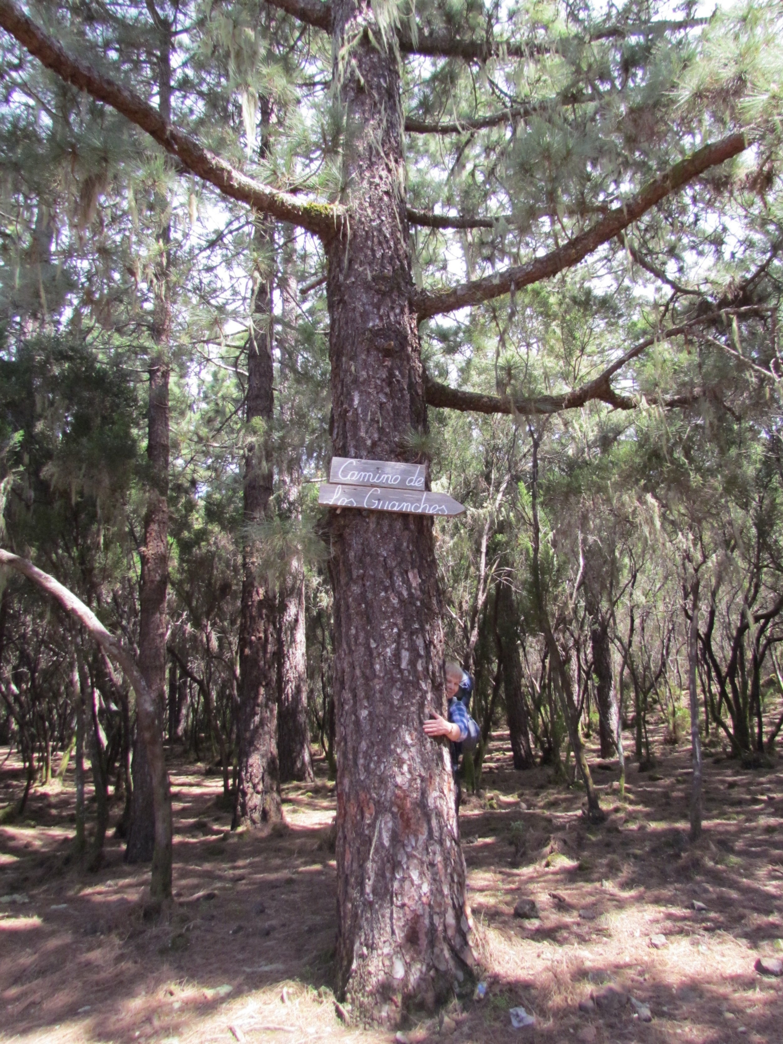 Teneryfa
