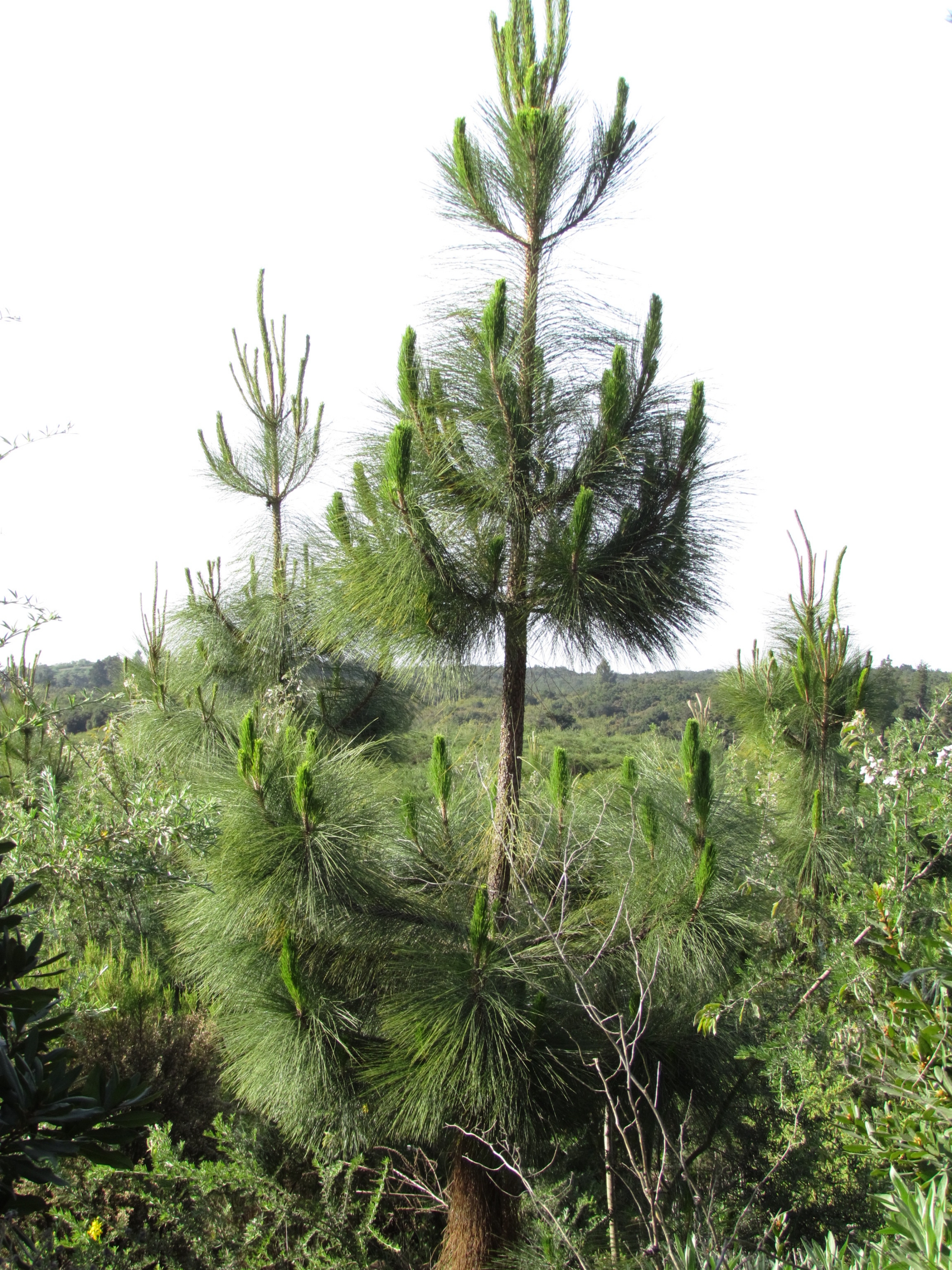 Teneryfa