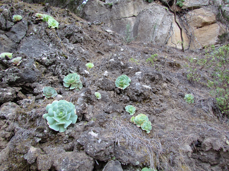 Teneryfa