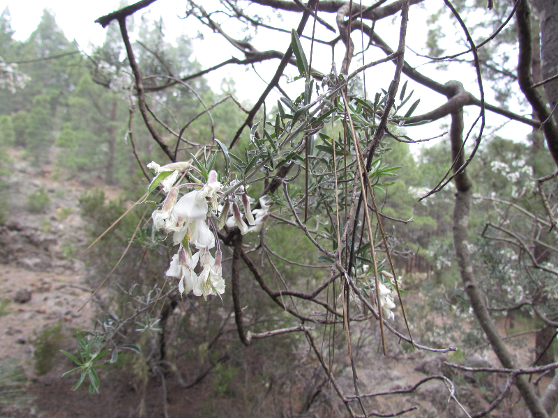 Teneryfa