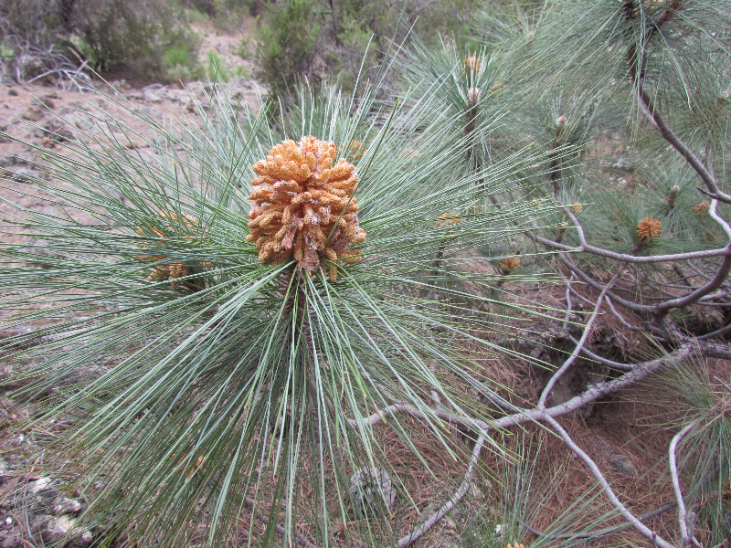 Teneryfa