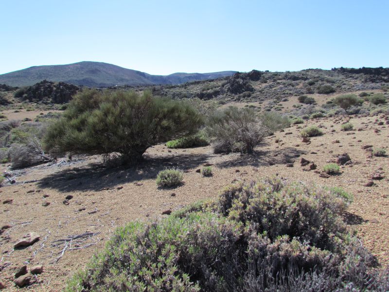 Teneryfa