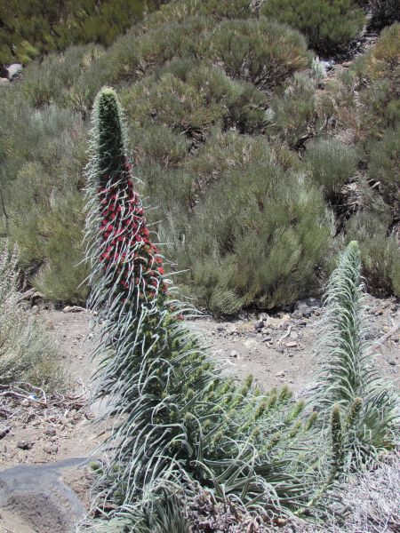 Teneryfa