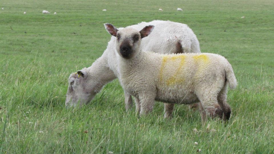 Wiltshire